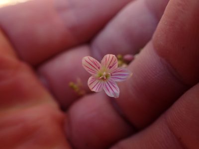 Lewisia cantelovii, photographed by Scott Yarger