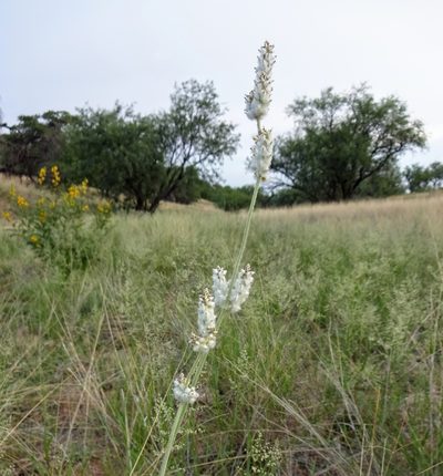 Froelichia arizonica, photographed by Andrew Tree