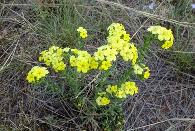 Lithospermum cobrense, photographed by Andrew Tree
