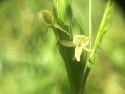 Platanthera huronensis, photographed by Étienne Lacroix-Carignan