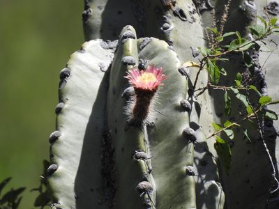 Neoraimondia herzogiana, photographed by Naturalist Tours