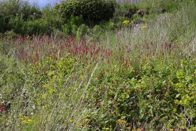 Persicaria amplexicaulis, photographed by Stephen James McWilliam
