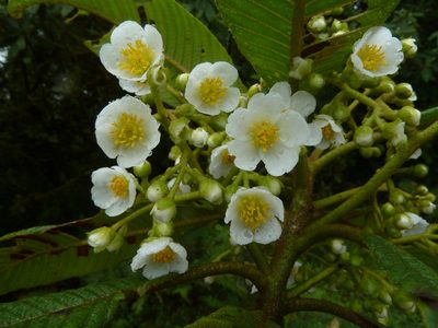 Saurauia montana, photographed by Eduardo Chacón Madrigal