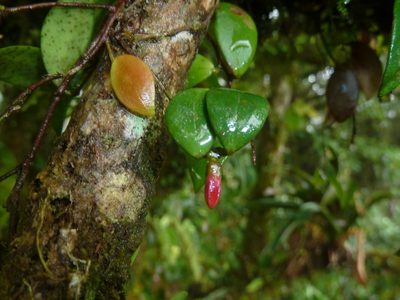 Sphyrospermum dissimile, photographed by Eduardo Chacón Madrigal