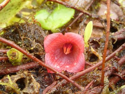 Sphyrospermum dissimile, photographed by Eduardo Chacón Madrigal