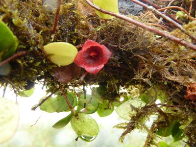 Sphyrospermum dissimile, photographed by Eduardo Chacón Madrigal