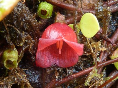 Sphyrospermum dissimile, photographed by Eduardo Chacón Madrigal