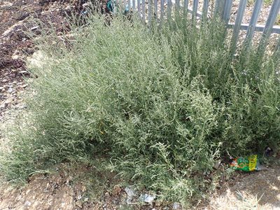 Atriplex littoralis, photographed by Robert H. Wardell