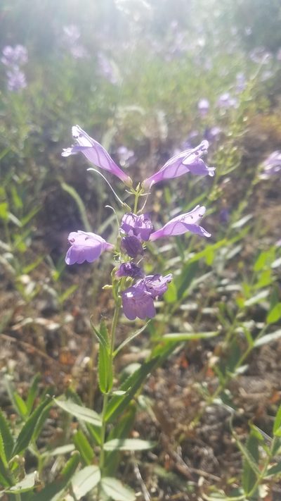Penstemon venustus, photographed by RJ Baltierra