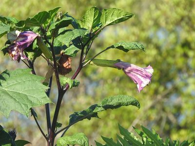 Datura metel, photographed by Juan Cruzado Cortés