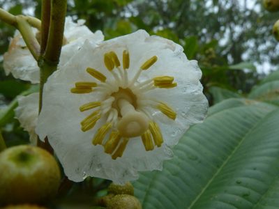 Miconia oerstediana, photographed by Eduardo Chacón Madrigal