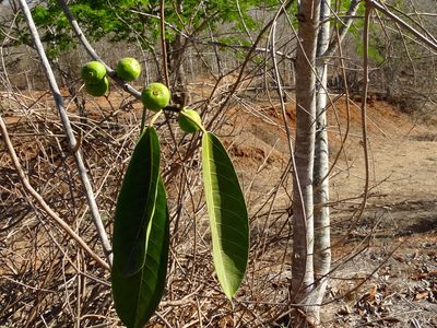 Ficus crocata, photographed by Francisco Farriols Sarabia