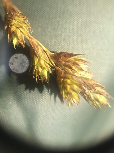 Carex foenea, photographed by Étienne Lacroix-Carignan