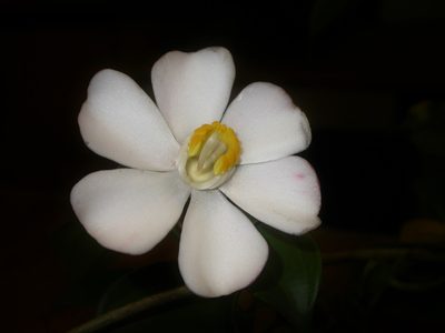 Blakea gracilis, photographed by Eduardo Chacón Madrigal