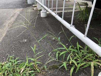 Digitaria ciliaris, photographed by Yoshimasa Uchiyama
