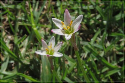 Zephyranthes minima, photographed by RAP