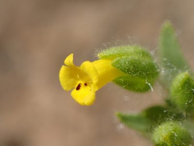 Mimetanthe pilosa, photographed by George Williams