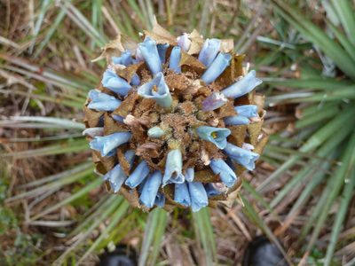 Puya dasylirioides, photographed by Eduardo Chacón Madrigal