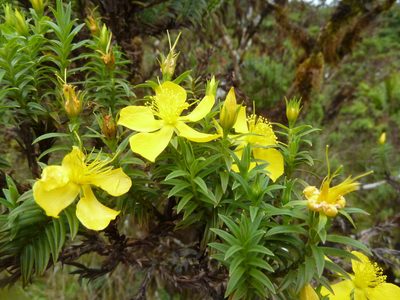 Hypericum irazuense, photographed by Eduardo Chacón Madrigal