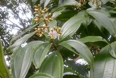 Miconia conorufescens, photographed by Eduardo Chacón Madrigal