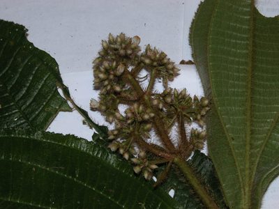 Miconia conosetosa, photographed by Eduardo Chacón Madrigal