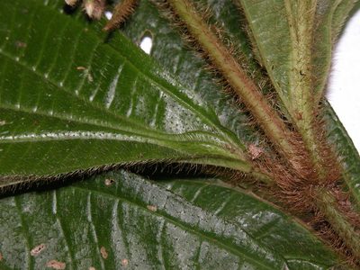 Miconia conosetosa, photographed by Eduardo Chacón Madrigal