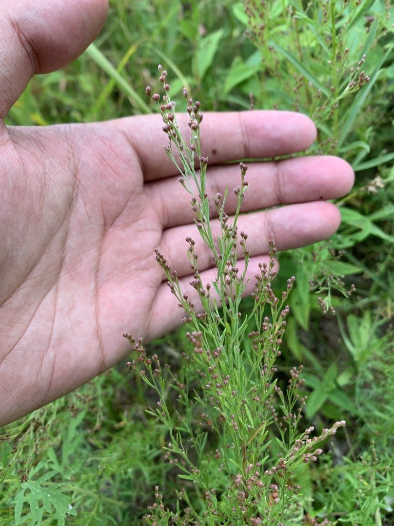 Lechea stricta, photographed by Brandon Corder