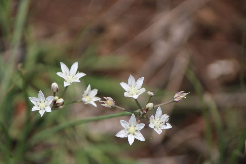 Allium glandulosum, photographed by José Belem Hernández Díaz