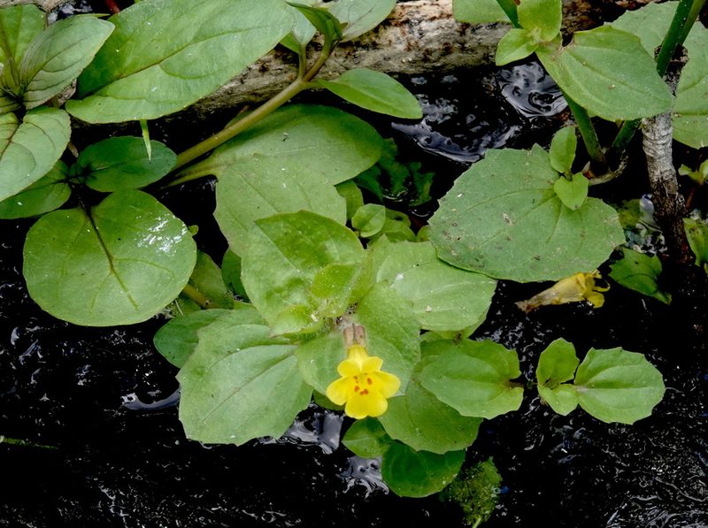Erythranthe cordata, photographed by desertnaturalist