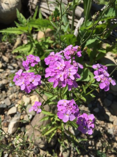 Iberis umbellata, photographed by Conrad Altmann
