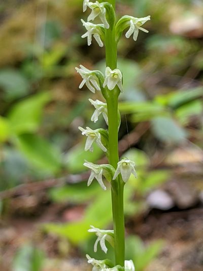 Platanthera ephemerantha, photographed by John A Haskins