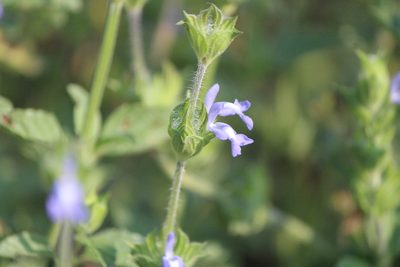 Salvia hirsuta, photographed by José Belem Hernández Díaz
