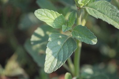 Salvia hirsuta, photographed by José Belem Hernández Díaz