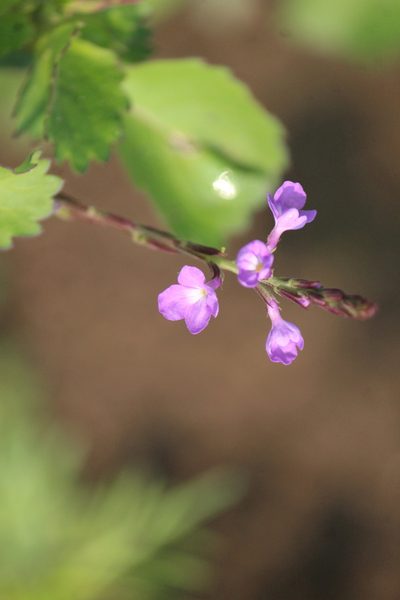 Bouchea prismatica, photographed by José Belem Hernández Díaz