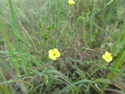 Linum sulcatum, photographed by Thomas Koffel
