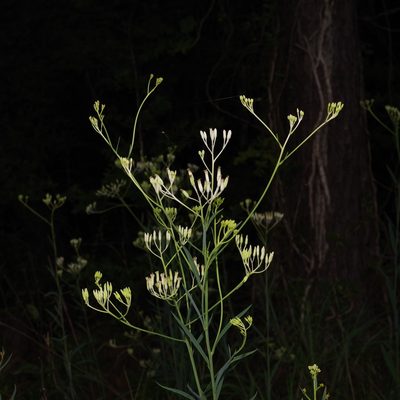 Arnoglossum ovatum, photographed by Michelle W. （鍾偉瑋）