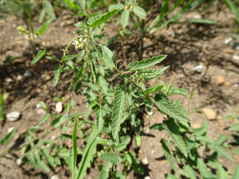 Tragia betonicifolia, photographed by Thomas Koffel