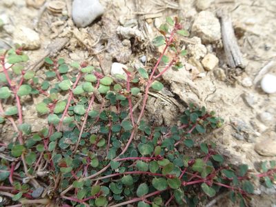 Euphorbia chamaesyce, photographed by Thomas Koffel