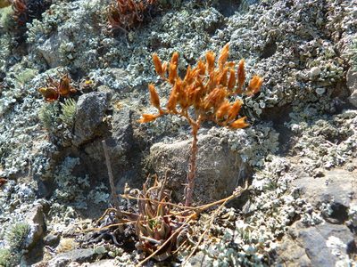 Dudleya verityi, photographed by Zack Abbey