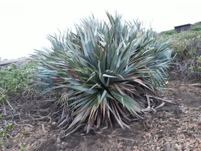 Pandanus vandermeeschii, photographed by Ben
