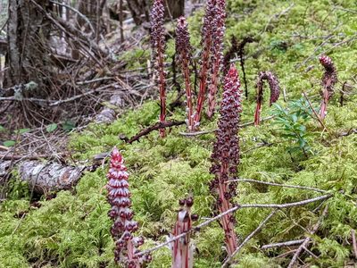 Allotropa virgata, photographed by John A Haskins