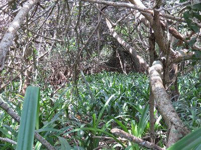 Hymenocallis concinna, photographed by Alexis López Hernández