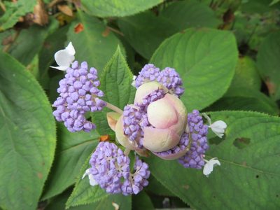 Hydrangea involucrata, photographed by Marco Mussita