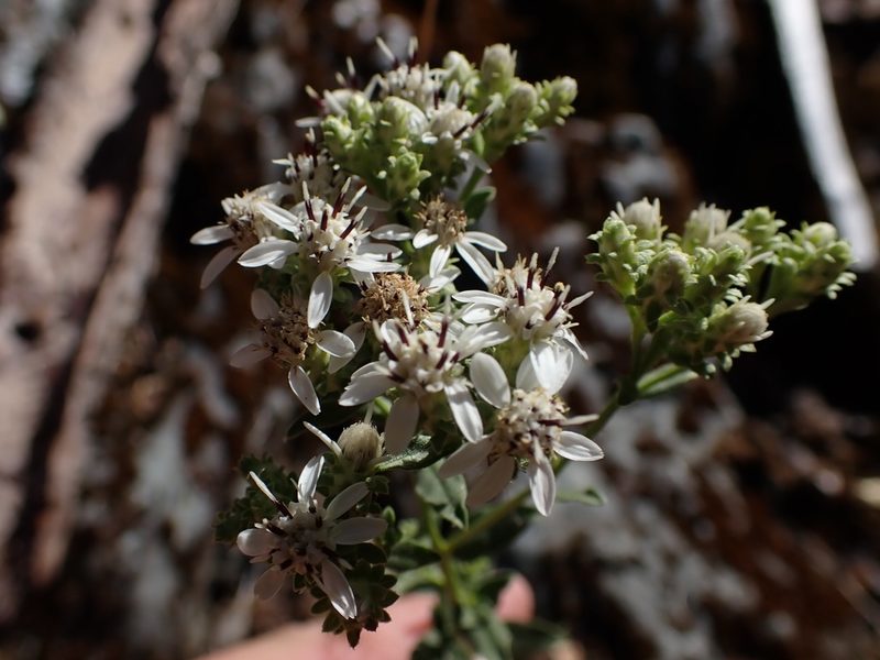 Sericocarpus oregonensis, photographed by Scott Yarger