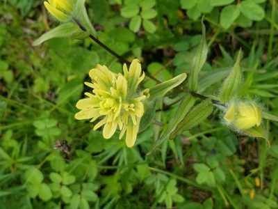 Castilleja unalaschcensis, photographed by Syd Cannings