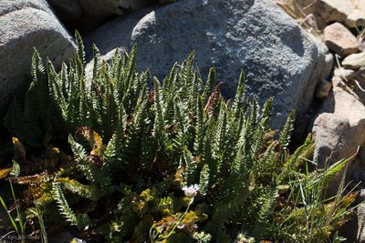 Polystichum lemmonii, photographed by Ken-ichi Ueda