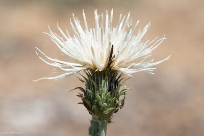 Cirsium cymosum, photographed by Ken-ichi Ueda