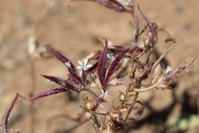 Collomia tinctoria, photographed by Ken-ichi Ueda