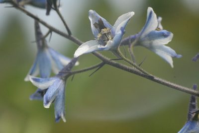 Delphinium elatum, photographed by Марина Садыкова