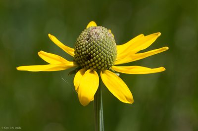 Rudbeckia glaucescens, photographed by Ken-ichi Ueda